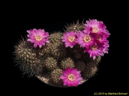 Sulcorebutia steinbachii v. horrida 1152